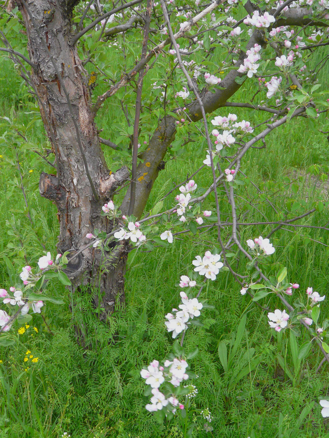 Изображение особи Malus domestica.