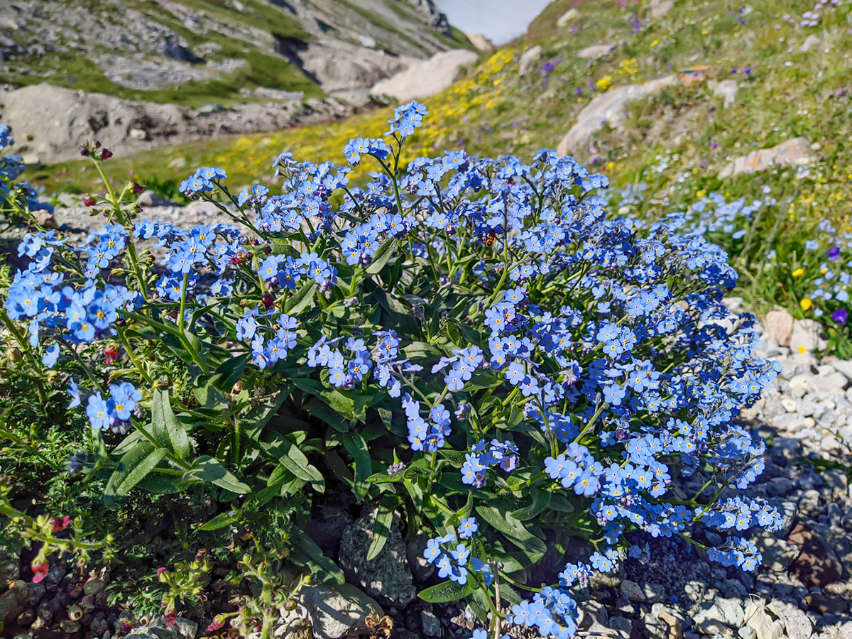 Image of Myosotis alpestris specimen.