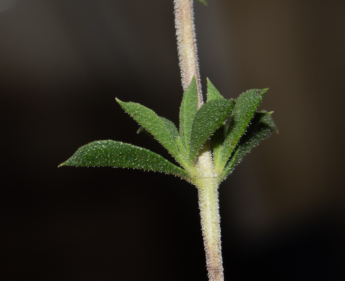 Image of Satureja thymbra specimen.