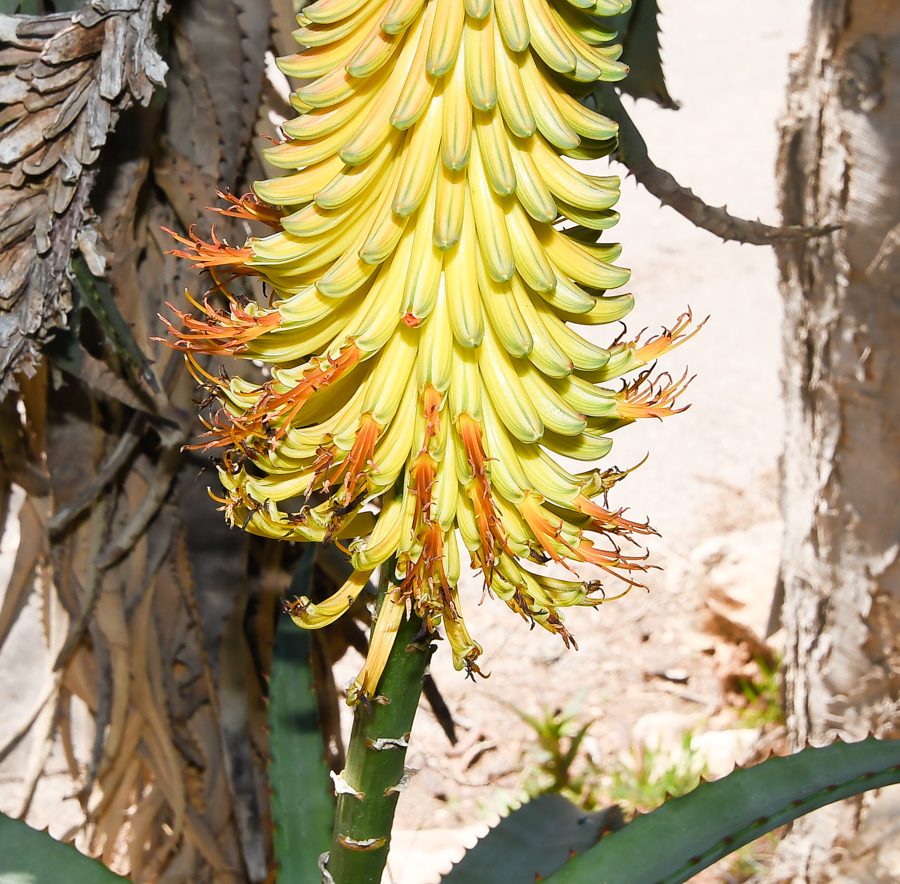 Изображение особи Aloe africana.