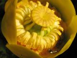 Nuphar lutea