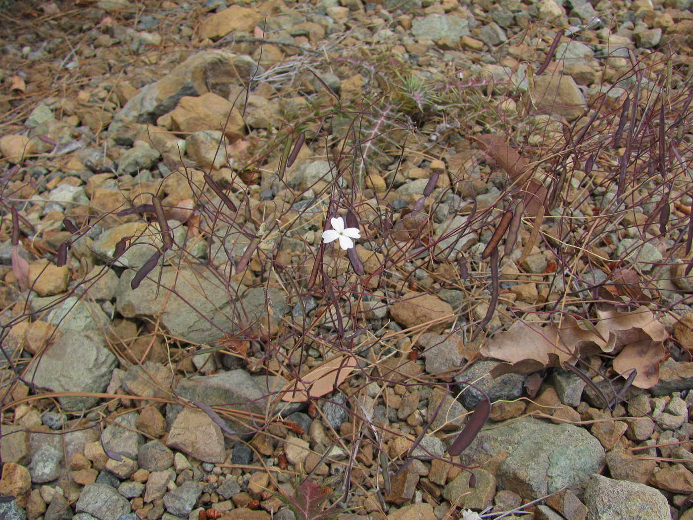 Image of genus Ricotia specimen.