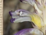 Orobanche cernua. Цветок в разрезе (растение паразитирует на Artemisia sp.). Дагестан, Табасаранский р-н, окр. с. Гелинбатан, остепнённый склон. 5 мая 2022 г.