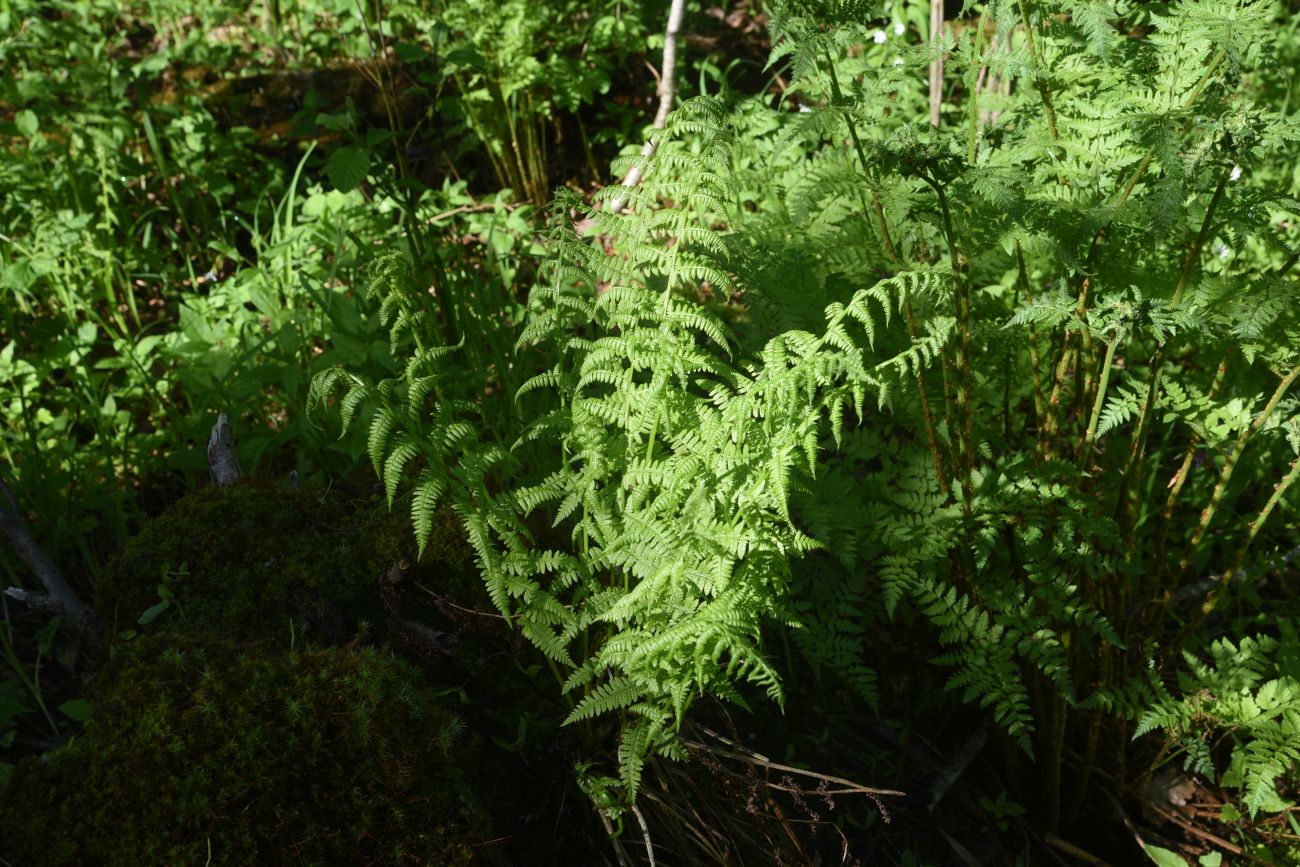 Image of Athyrium filix-femina specimen.