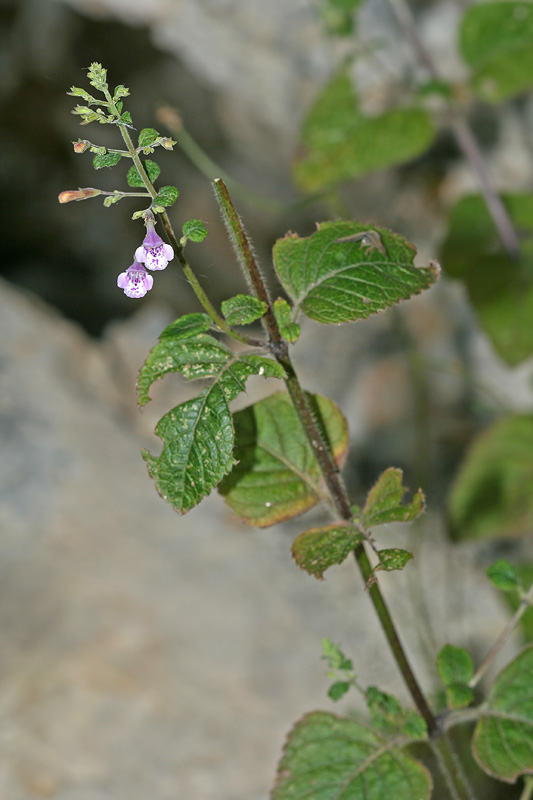 Изображение особи Clinopodium menthifolium.