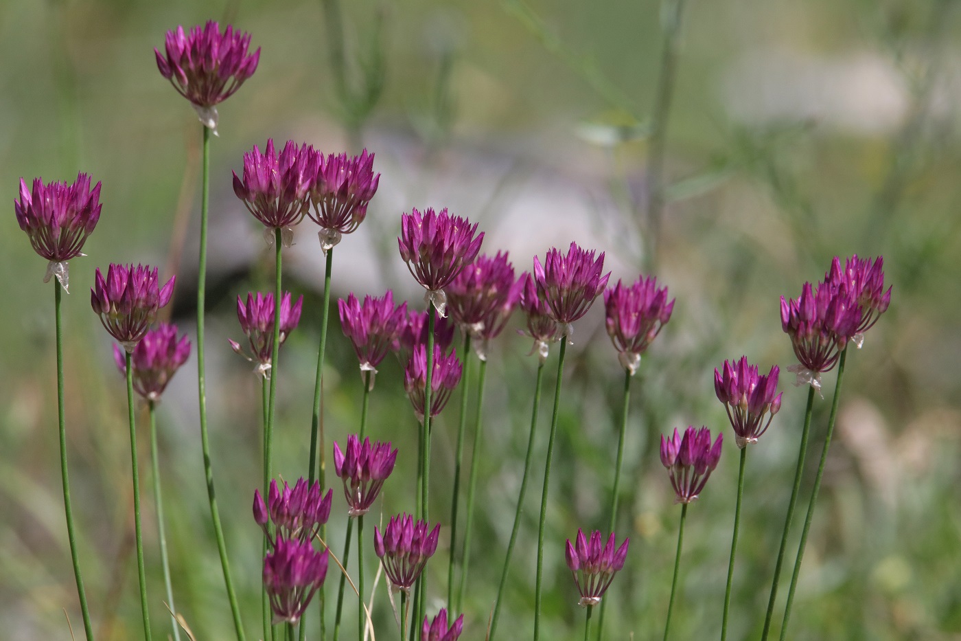 Image of Allium barsczewskii specimen.