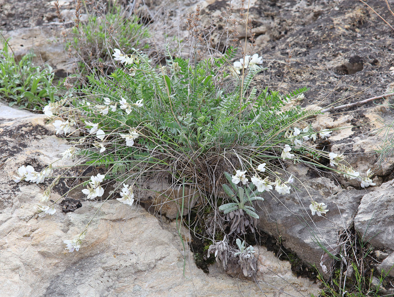 Image of Oxytropis dasypoda specimen.