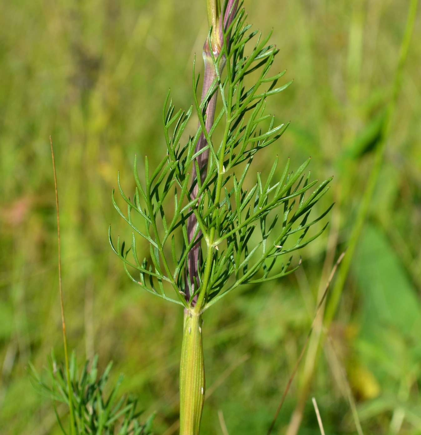 Image of Seseli annuum specimen.