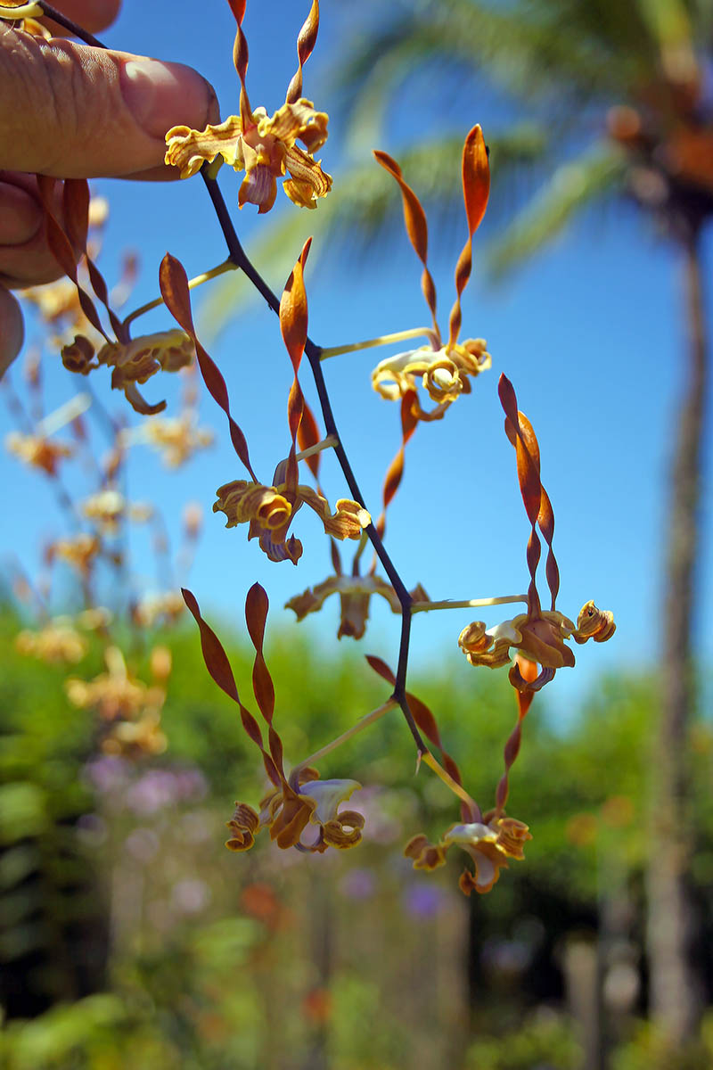 Изображение особи порядок Orchidales.