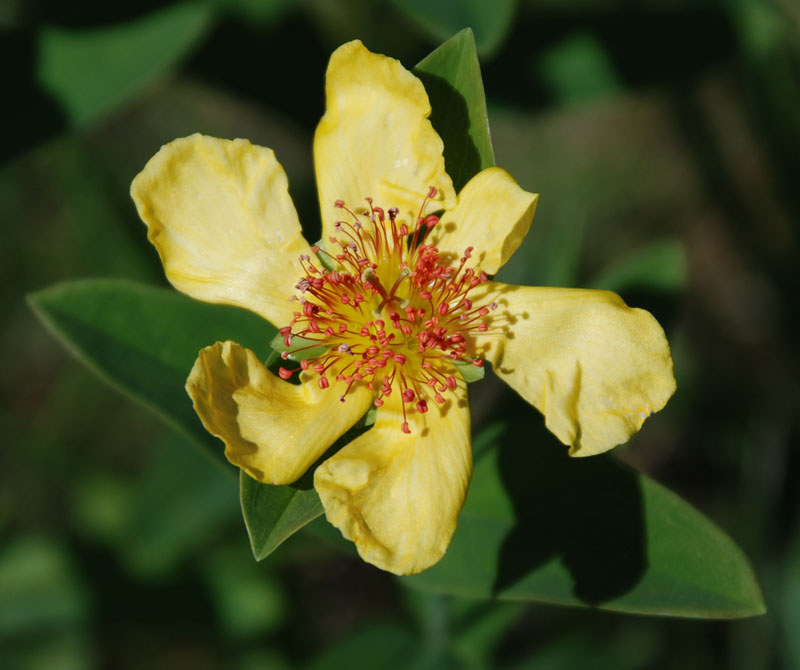 Изображение особи Hypericum ascyron.