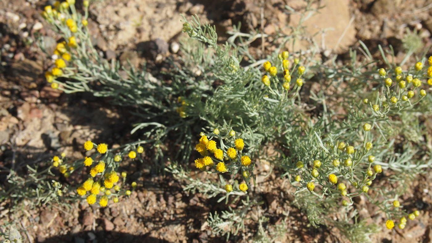 Image of Ajania achilleoides specimen.