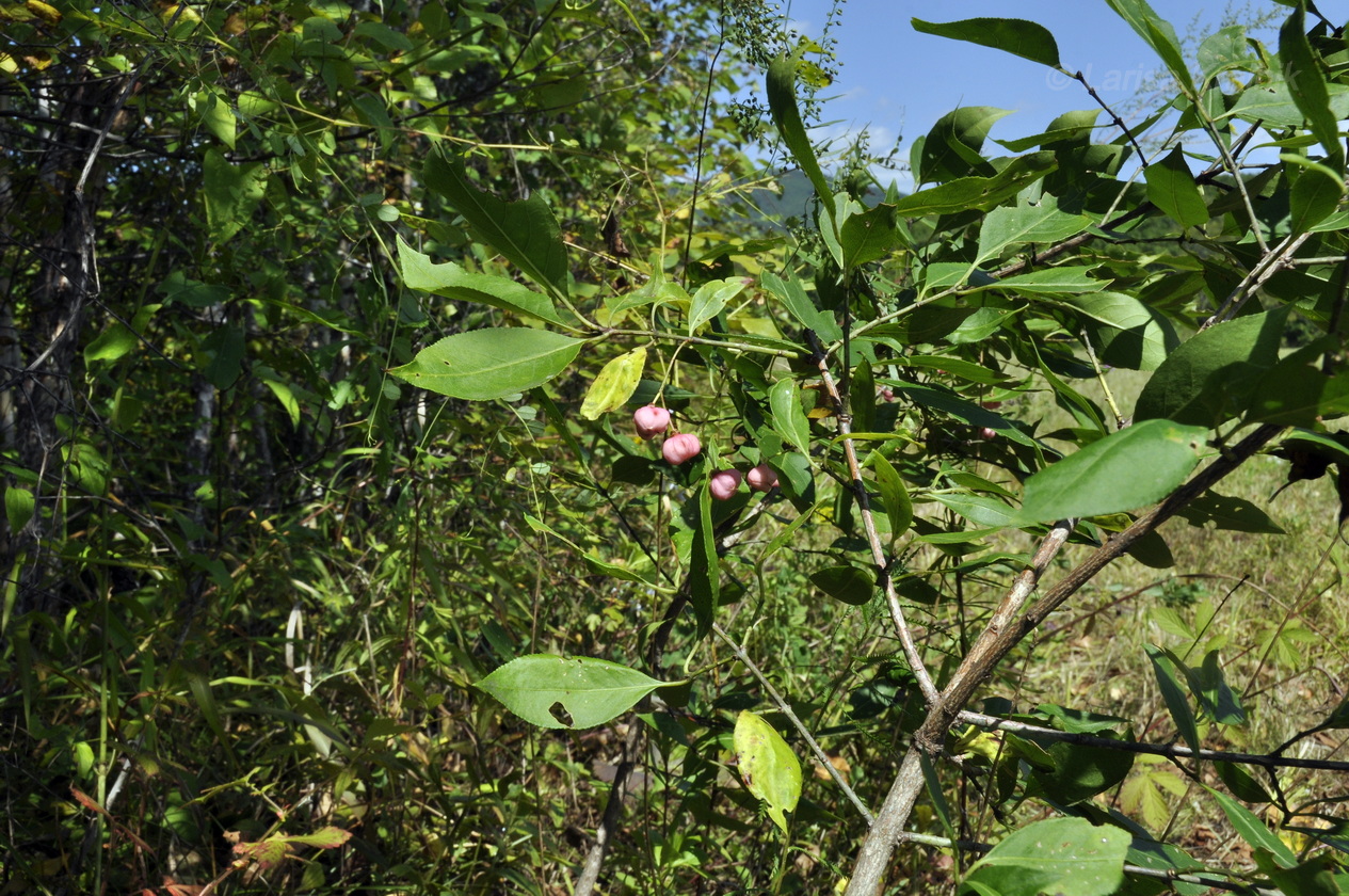 Image of Euonymus maackii specimen.