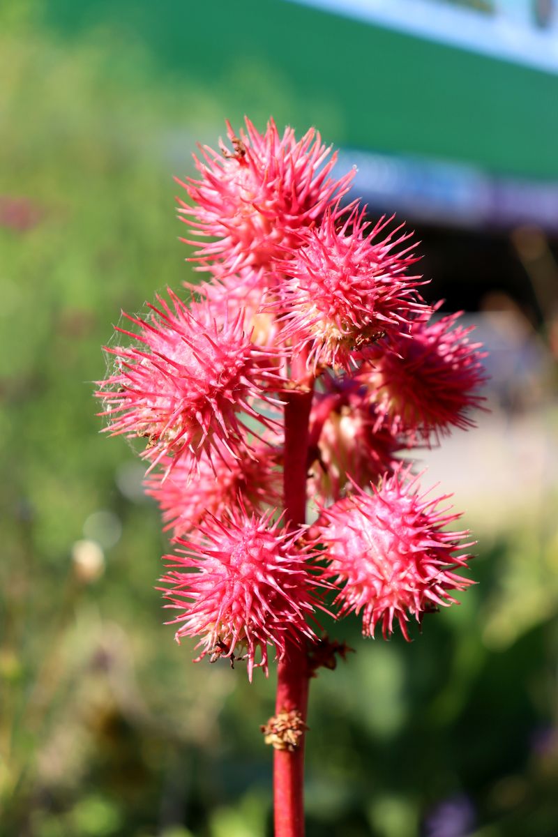 Image of Ricinus communis specimen.