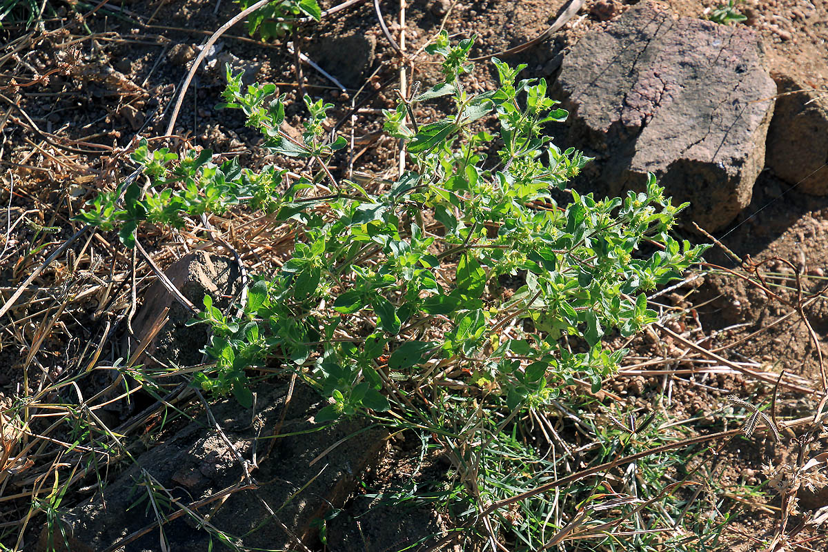 Изображение особи Acanthospermum hispidum.