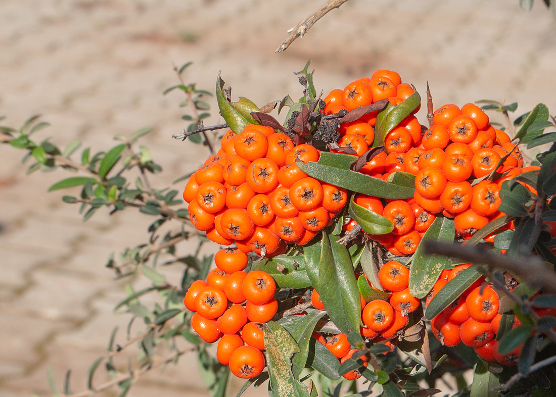 Изображение особи род Pyracantha.