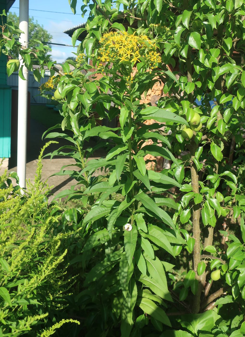 Изображение особи Senecio sarracenicus.