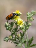 Potentilla argentea. Соцветие с цветками, бутонами и питающимся жуком-нарывником (Mylabris quadripunctata). Волгоградская обл., Иловлинский р-н, окр. хут. Вилтов, дол. р. Дон, разнотравная степь. 31.05.2022.