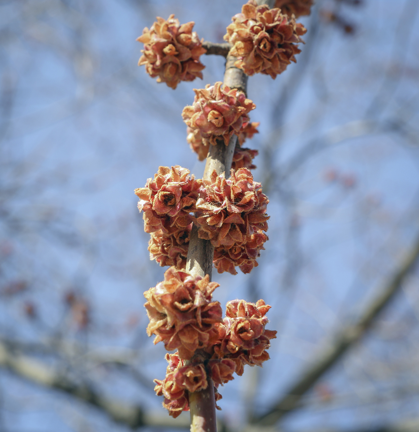 Image of Acer saccharinum specimen.