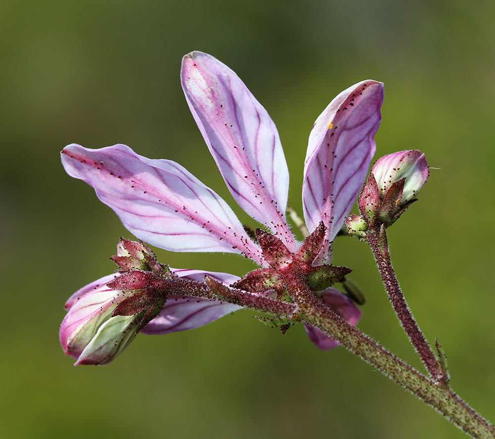 Изображение особи Dictamnus dasycarpus.