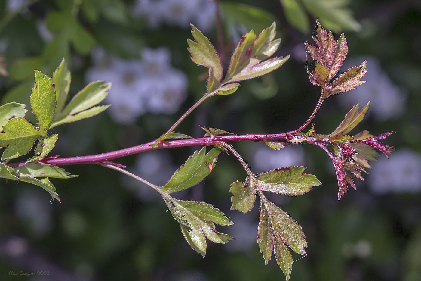 Изображение особи Crataegus stevenii.