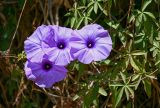 Ipomoea cairica