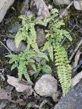 Смотреть изображение Asplenium incisum