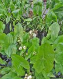 Sagittaria latifolia