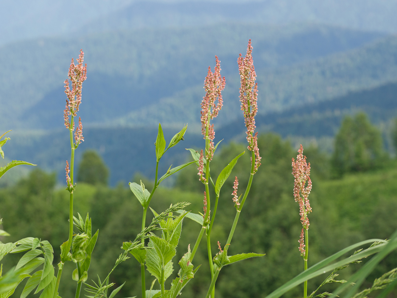 Изображение особи Rumex tuberosus.