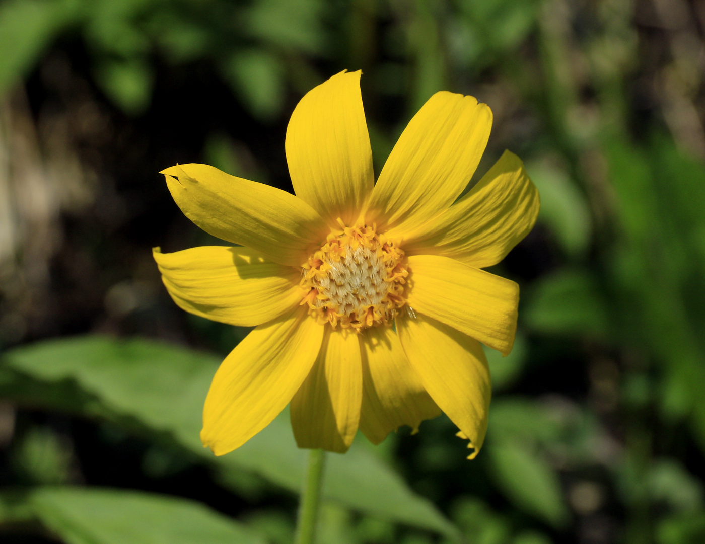 Изображение особи Arnica iljinii.