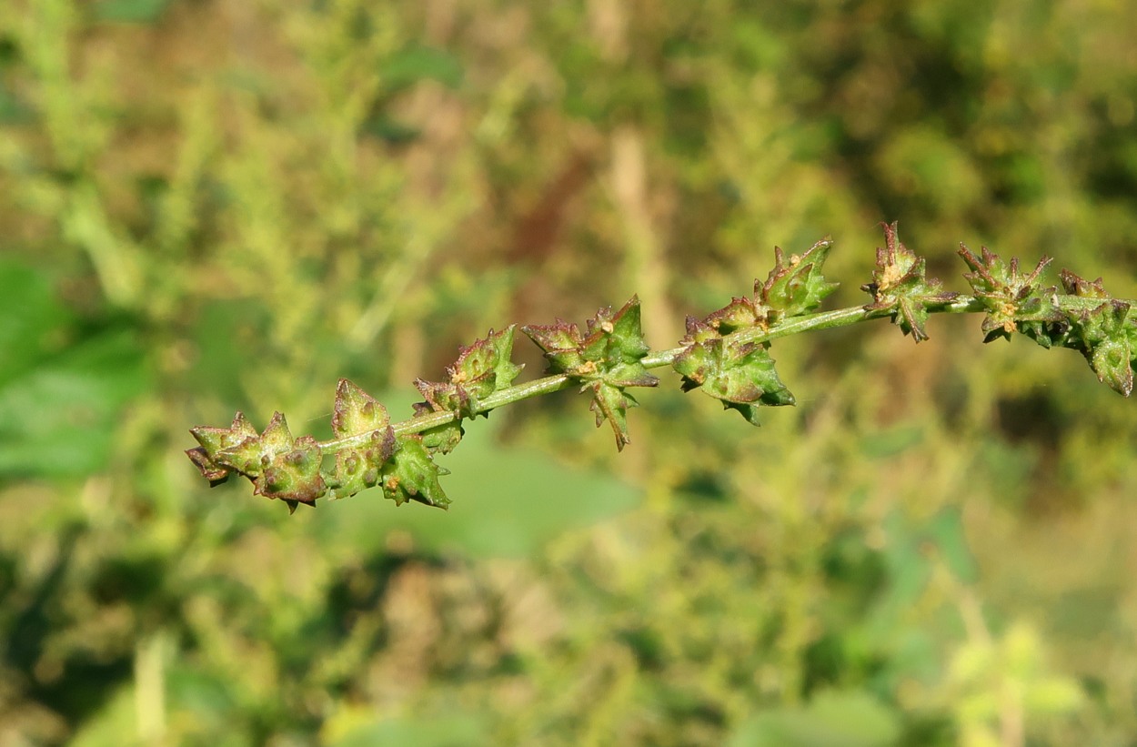 Image of Atriplex prostrata specimen.