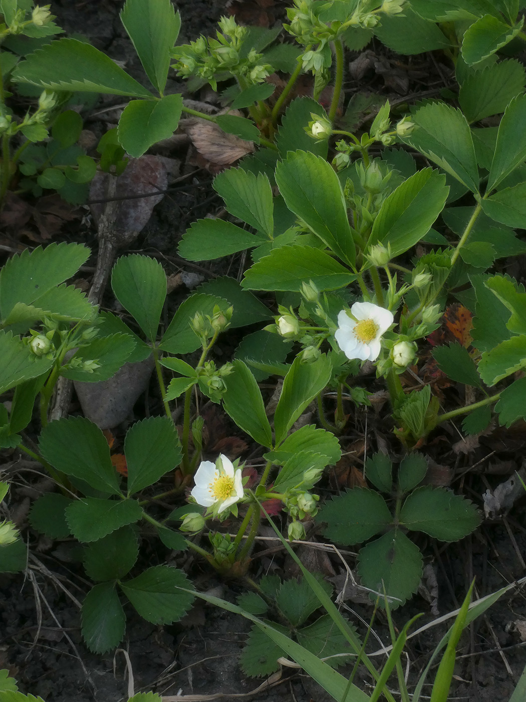 Image of Fragaria &times; ananassa specimen.