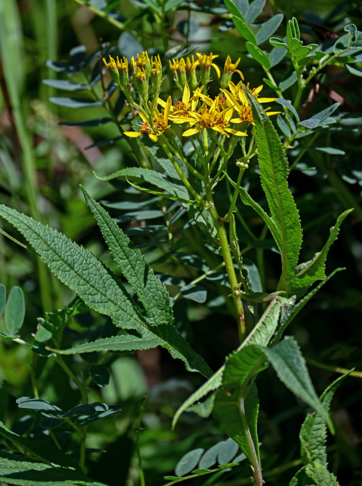 Image of Senecio cannabifolius specimen.