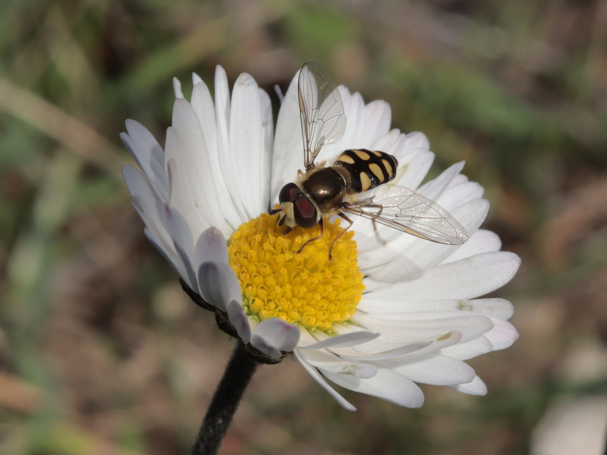 Image of Bellis sylvestris specimen.