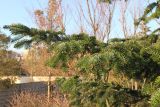 genus Abies. Ветвь с почками. Краснодар, парк \"Краснодар\", Японский сад, в культуре. 01.01.2024.