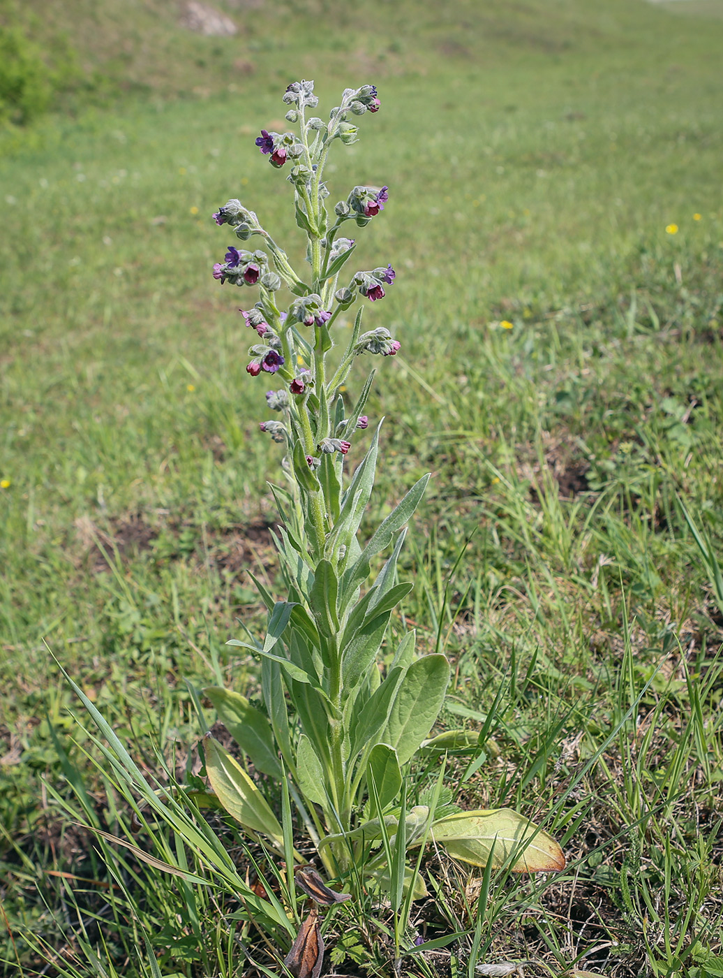 Image of Cynoglossum officinale specimen.