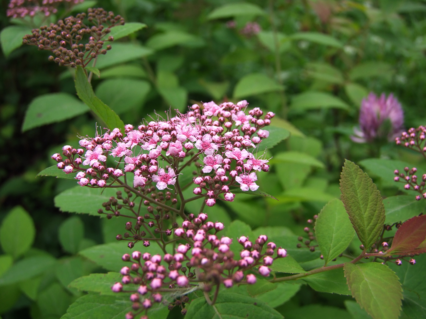 Image of Spiraea japonica specimen.