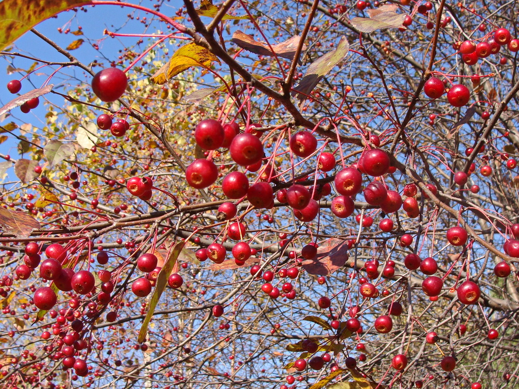 Изображение особи Malus baccata.