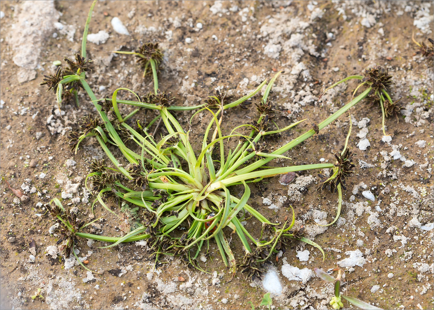 Image of Cyperus fuscus specimen.