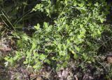 Смотреть изображение Cytisus villosus