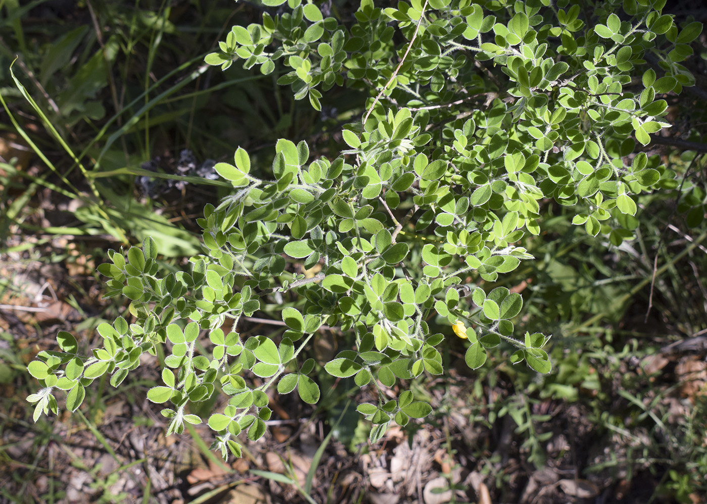 Изображение особи Cytisus villosus.