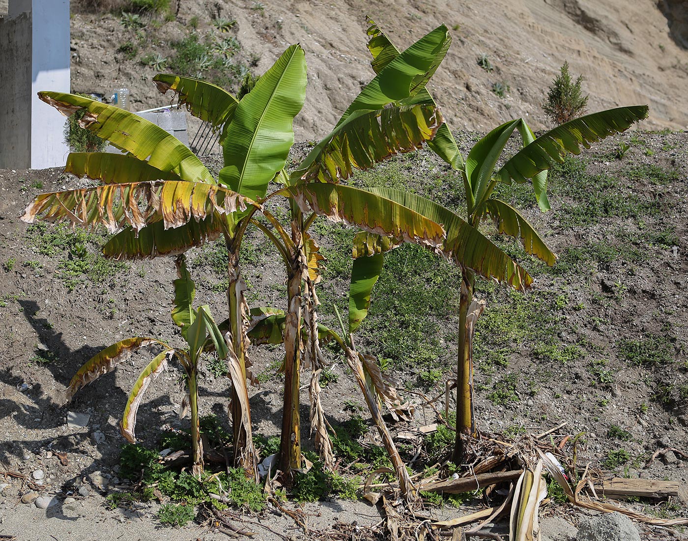 Image of Musa basjoo specimen.