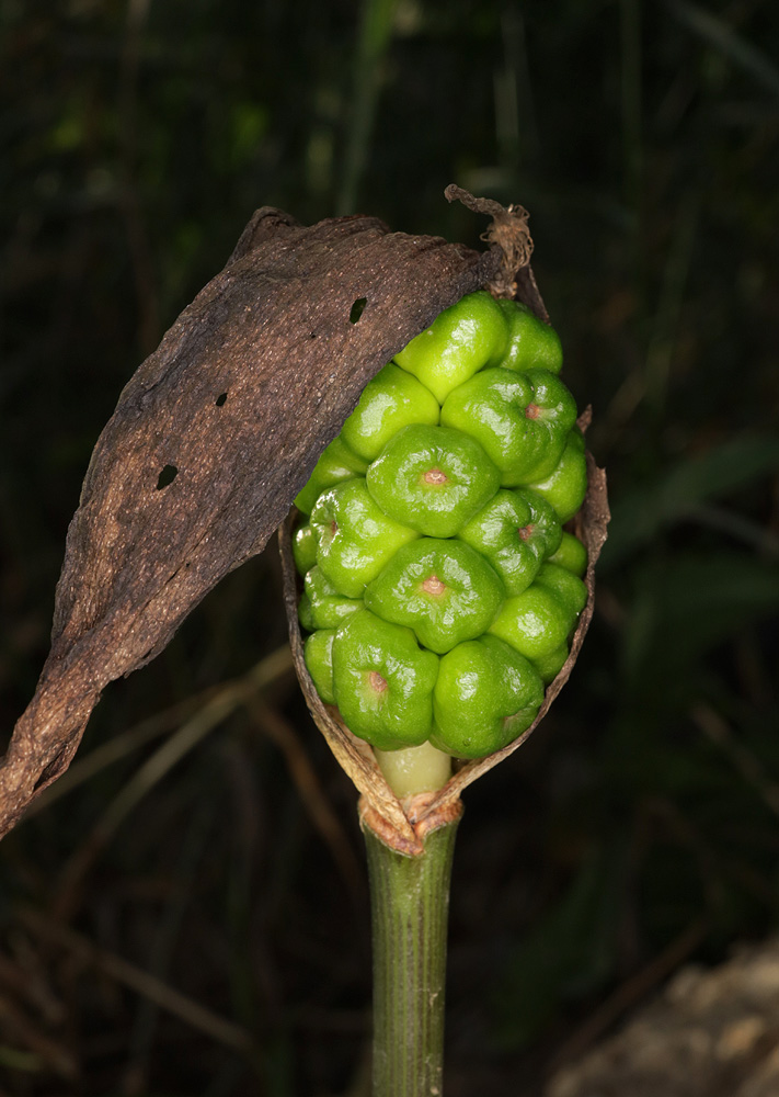 Изображение особи Arum elongatum.