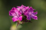 Dianthus andrzejowskianus. Соцветие. Ростовская обл., Верхнедонской р-н, окр. хут. Стоговский, степной склон. 09.06.2024.