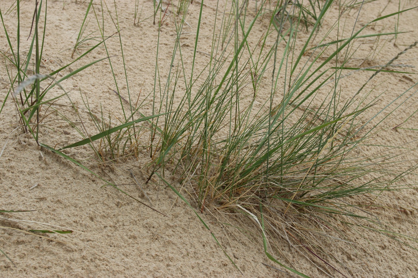 Изображение особи Festuca sabulosa.