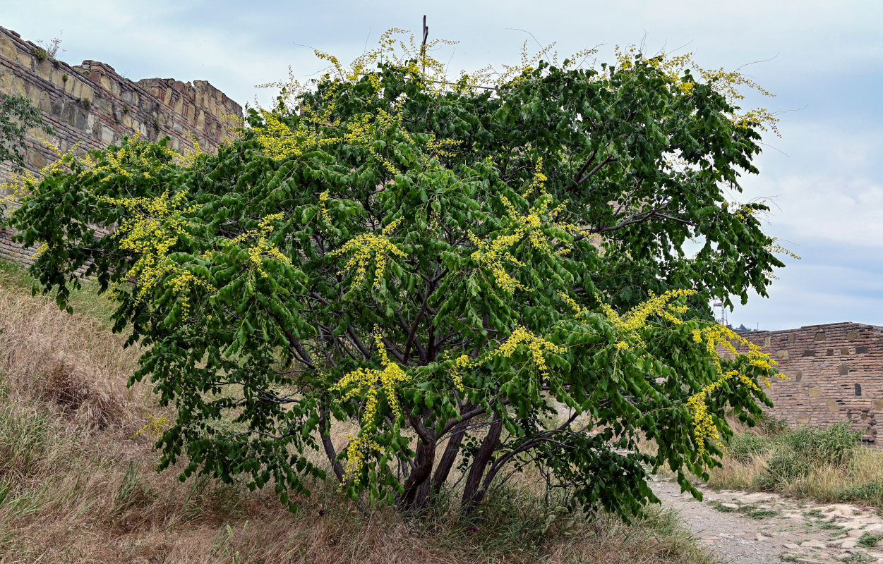 Image of Koelreuteria paniculata specimen.