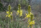 Asphodeline lutea. Верхушки побегов с соцветиями. Краснодарский край, м/о г. Геленджик, окр. с. Кабардинка, Маркохский хр., дубово-можжевеловое редколесье. 13.04.2024.