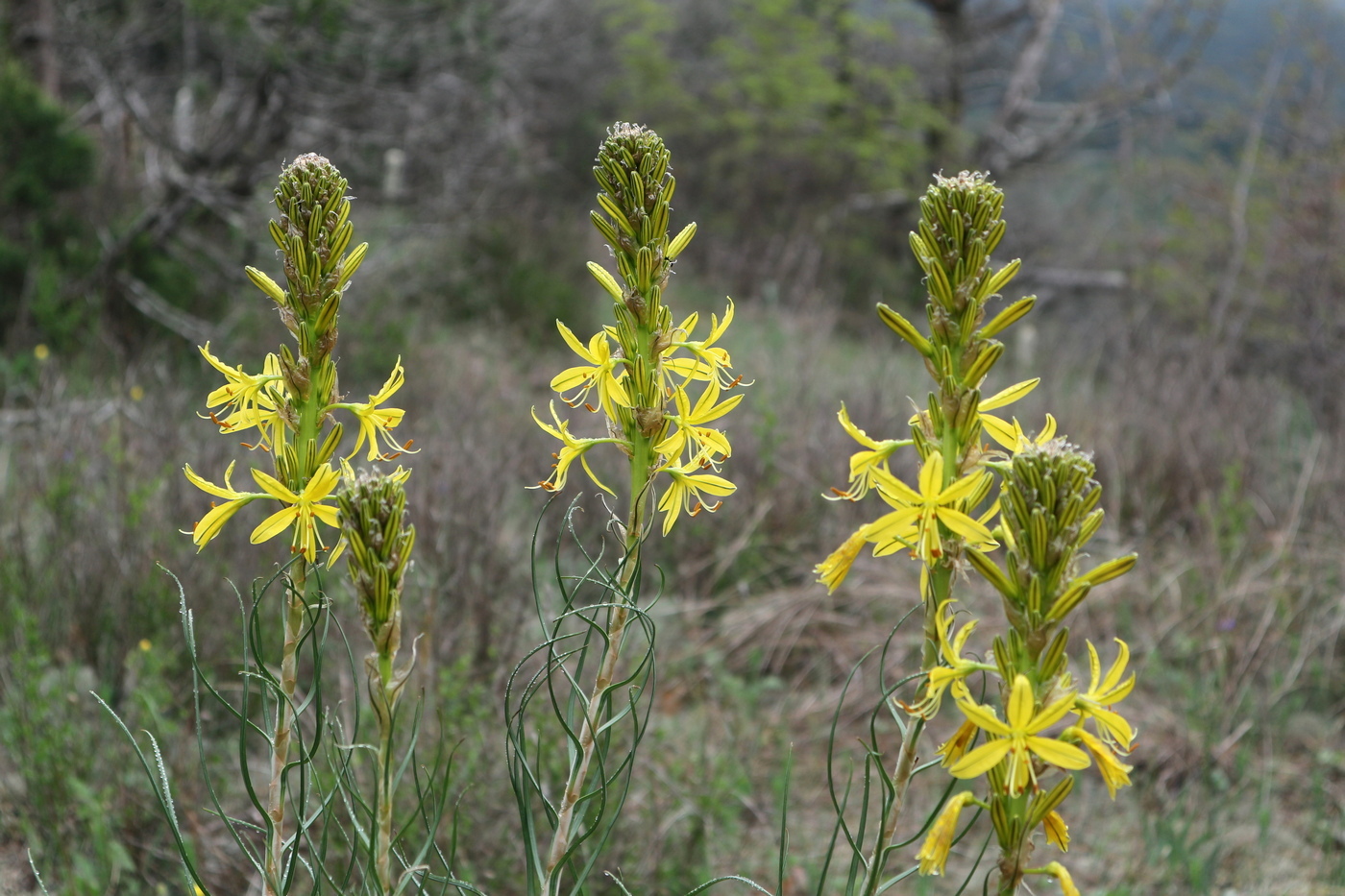 Изображение особи Asphodeline lutea.