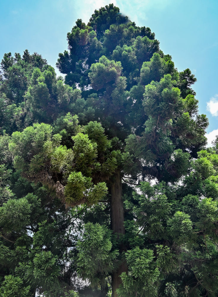 Image of Cryptomeria japonica specimen.