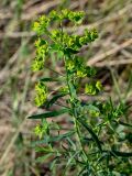 Euphorbia virgata. Верхушка цветущего растения. Оренбургская обл., Саракташский р-н, хр. Карамурунтау, луговой склон. 07.07.2023.