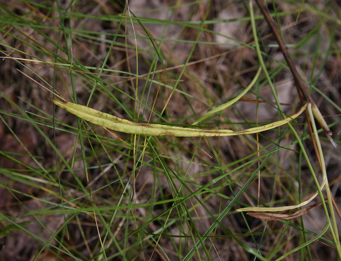 Image of Campanula persicifolia specimen.